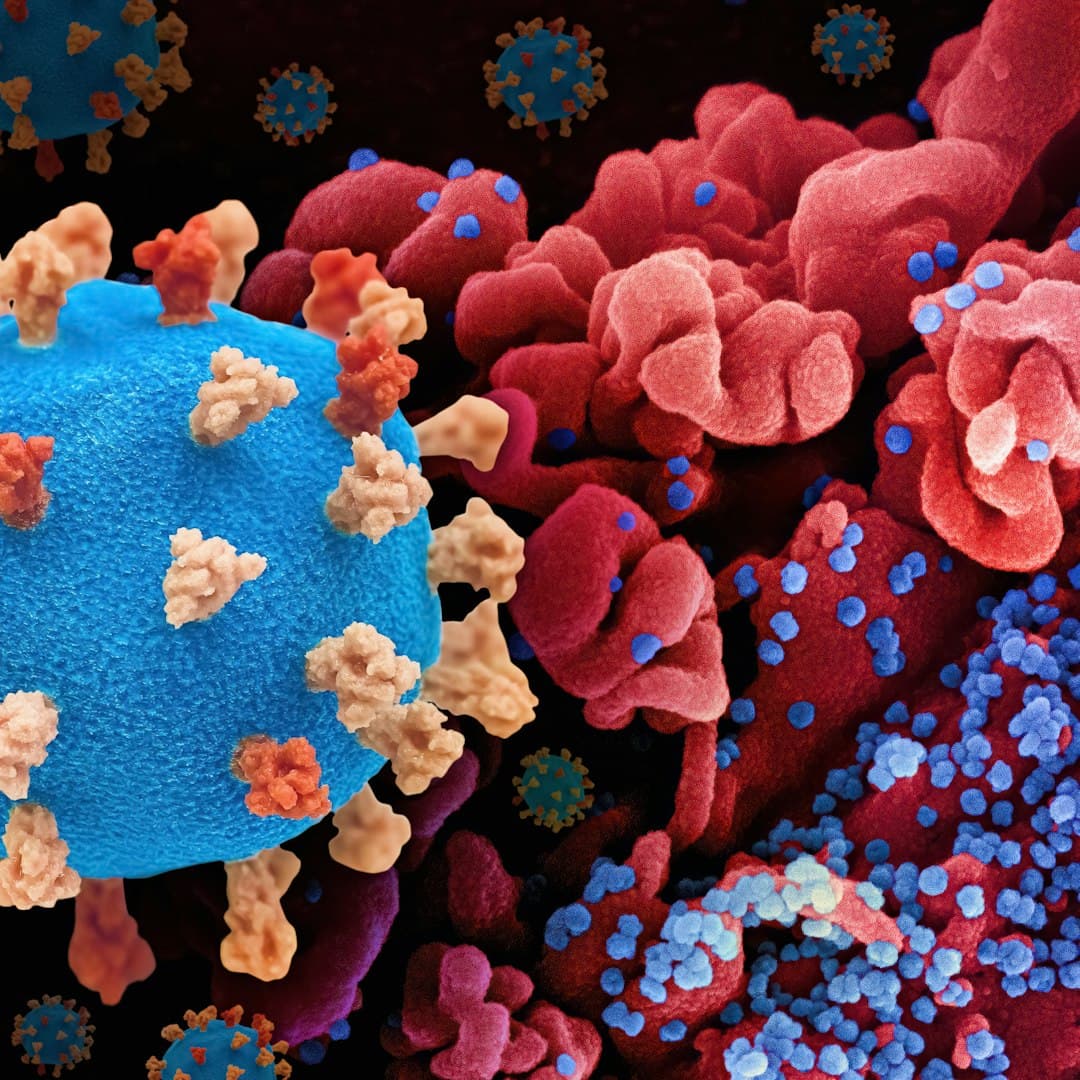 Immune System